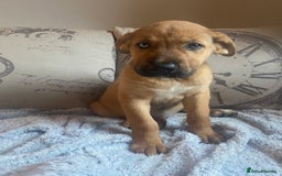 Mixed Breed dogs for sale: Cane corso X Alaskan malamute surprise litter  - Image 34