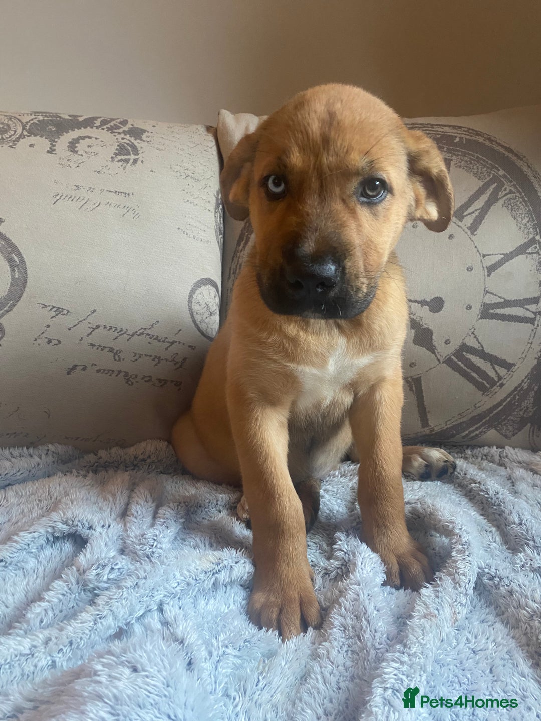Mixed Breed dogs for sale: Cane corso X Alaskan malamute surprise litter  - Image 34