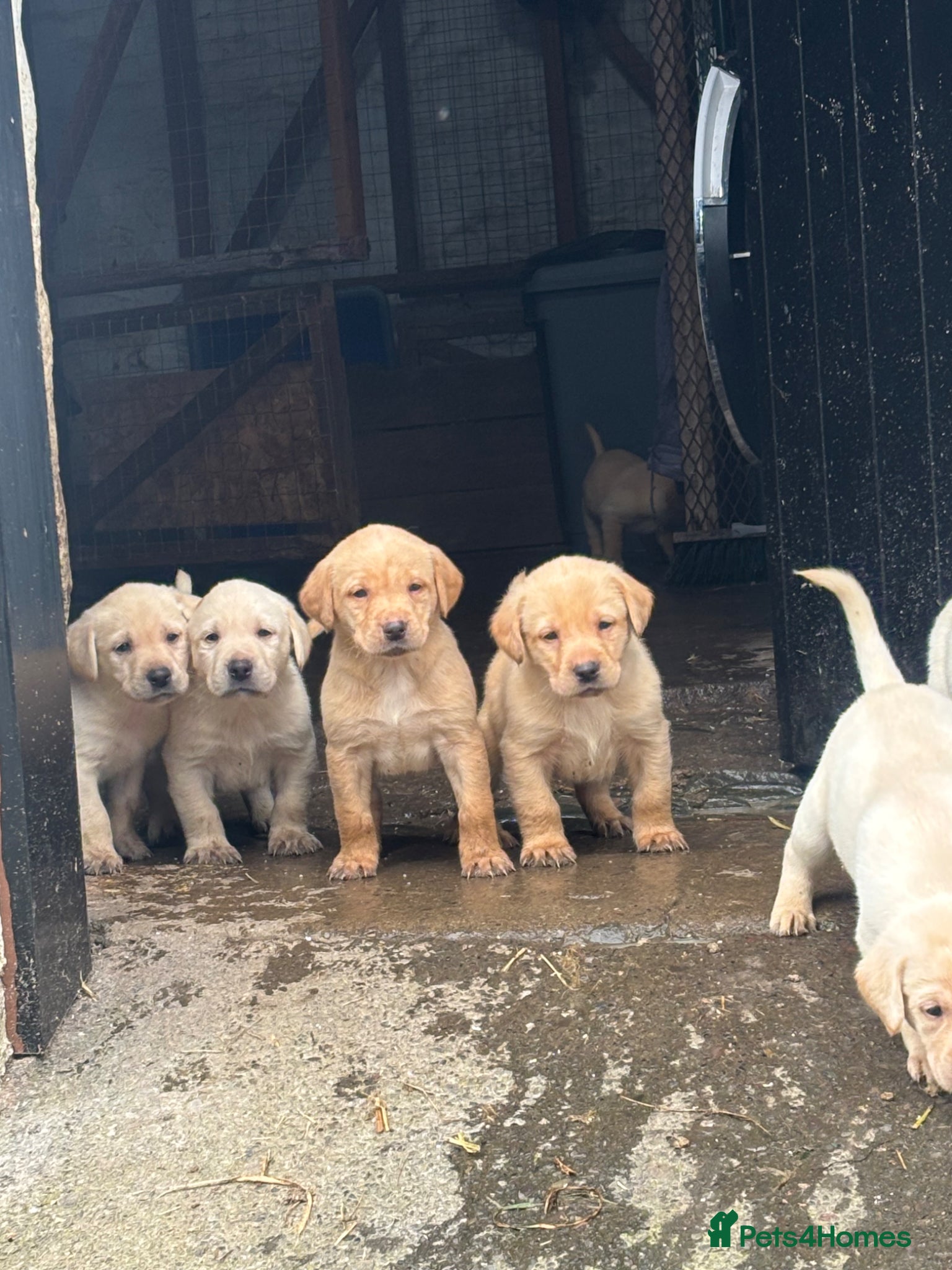 Labrador Retriever dogs Beautiful Labrador Puppies - Advert 15