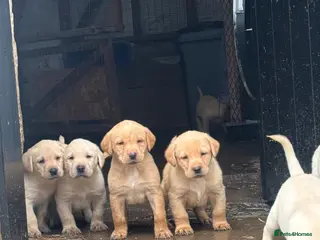 Labrador Retriever dogs Beautiful Labrador Puppies - Advert 15