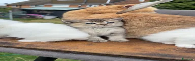 British Shorthair 2
