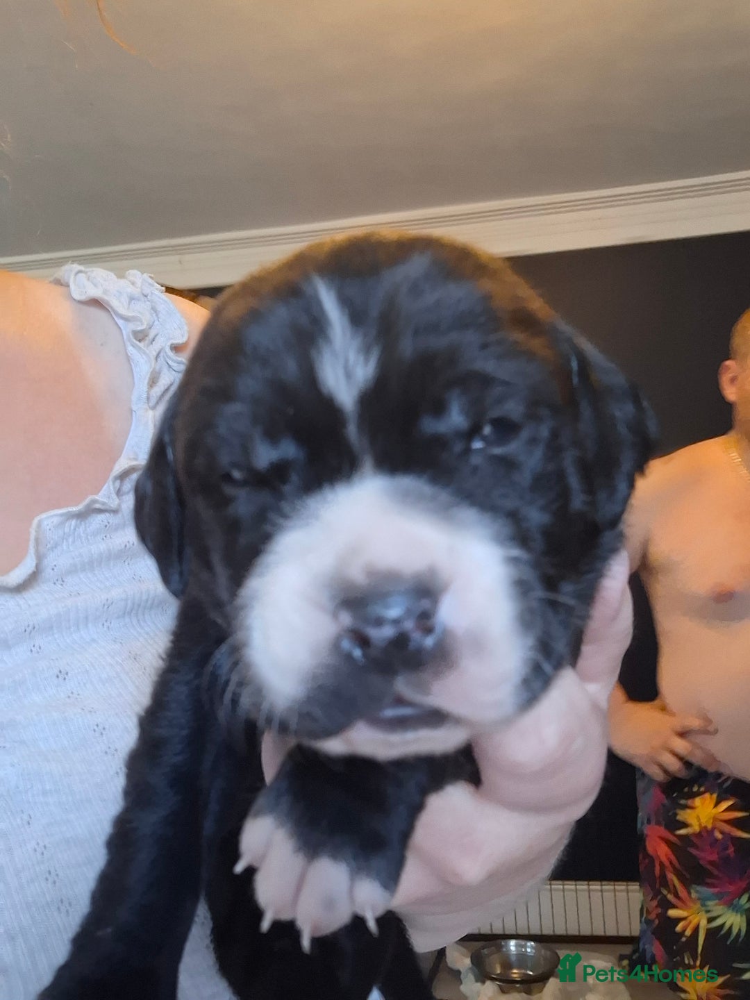 Mixed Breed dogs for sale: Canecorxer cross golden retriever  - Image 9