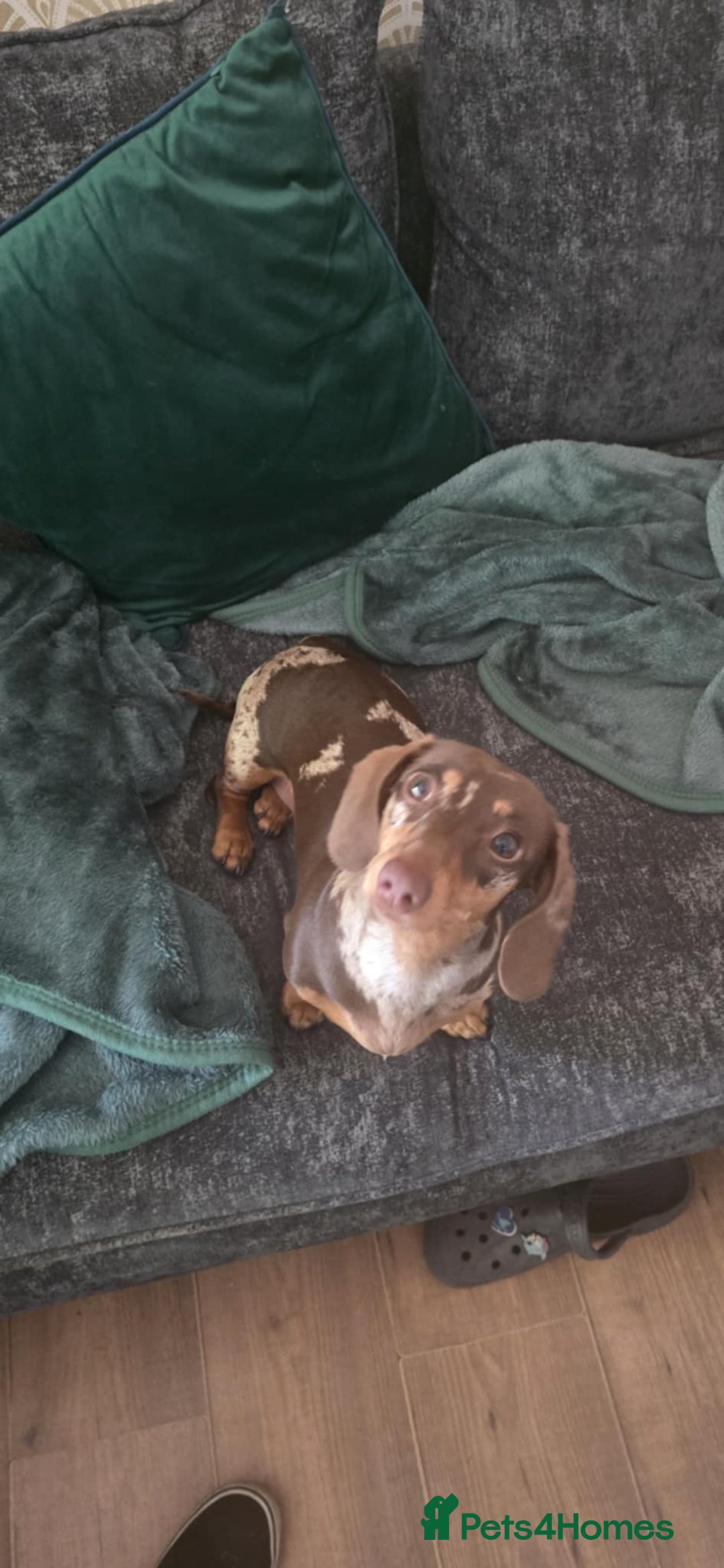 Dachshund dogs for sale: Meme  - Image 3