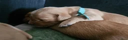 Golden Retriever dogs for sale: Kc fox red, golden & white golden-retriever puppys - Advert 18