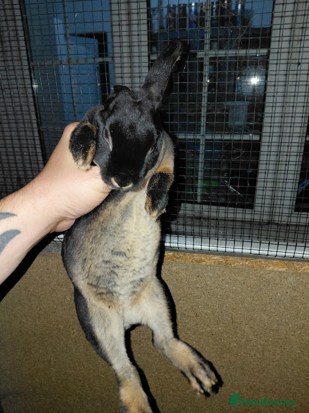 Rex rabbits for sale: Mini rex black otter - Advert 5