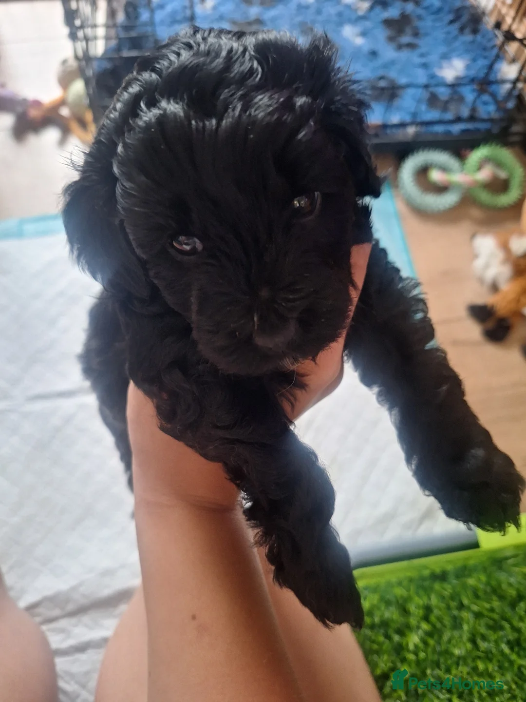 Maltipoo dogs for sale: Gorgeous F1B Maltipoo Puppies in Crewe - Advert 8
