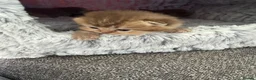 British Shorthair cats for sale: British shorthair  - Advert 8