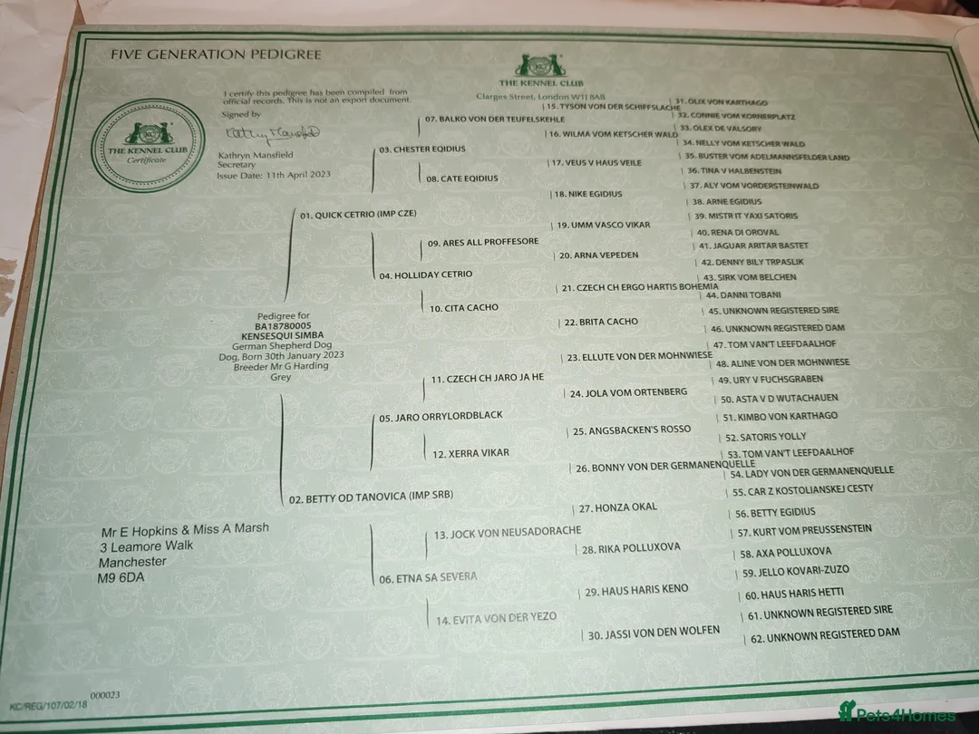 German Shepherd dogs for stud: KENSESQUI SIMBA (Simba) - Advert 14