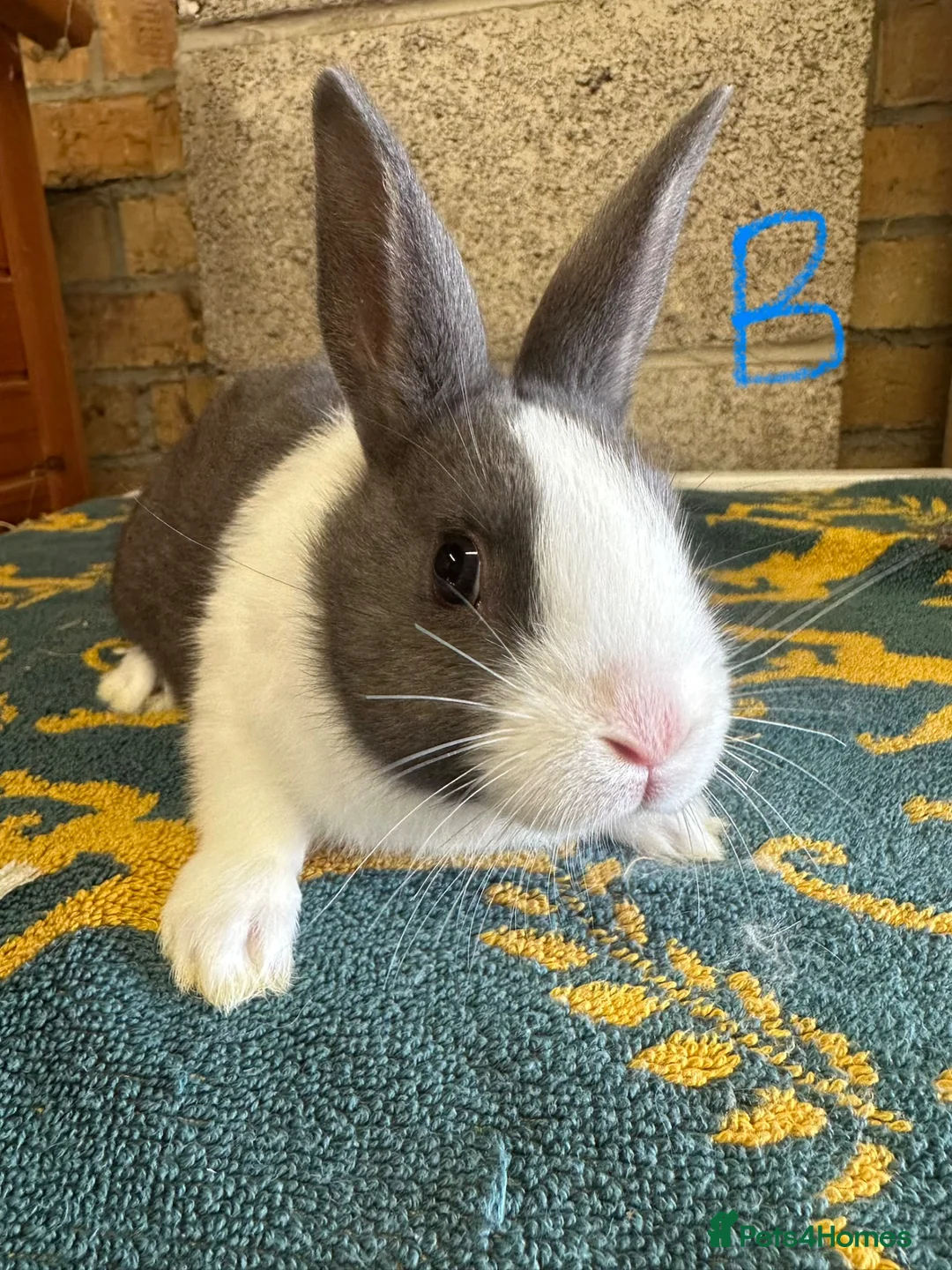 Dutch rabbits for sale: Beautiful Dutch Rabbits For Sale - Advert 1