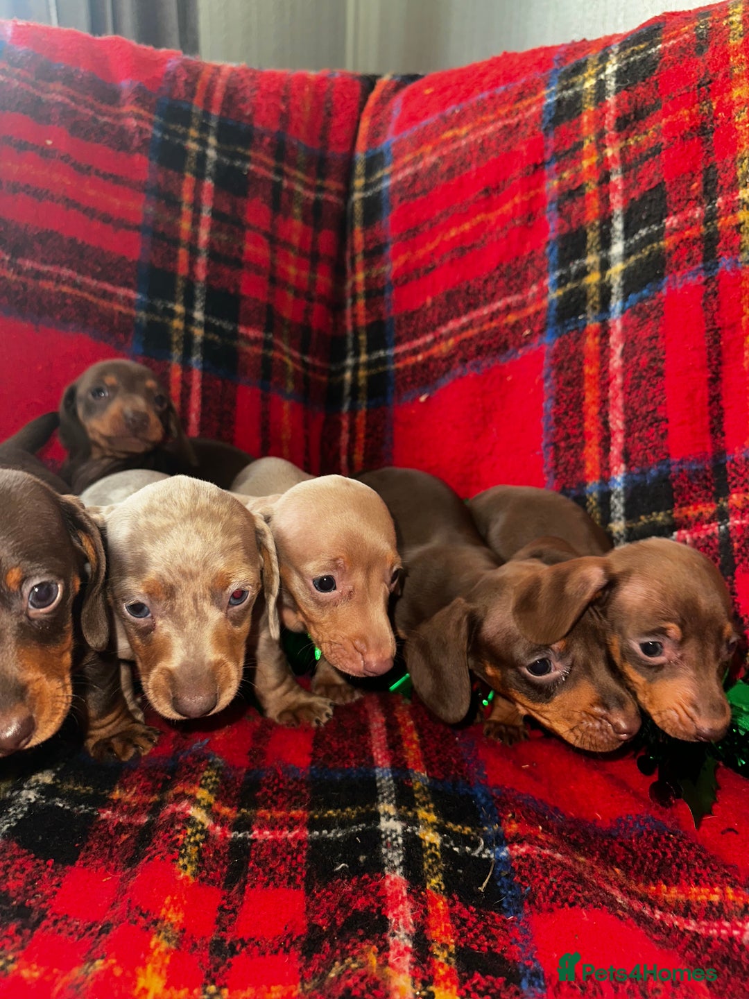 Dachshund dogs for sale: 7 beautiful dashound puppys - Advert 6