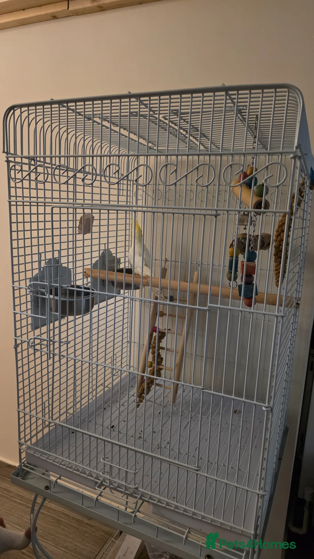 Cockatiels birds for sale: 7-8 month old Cockatiel male + full setup  in Peterborough - Advert 3