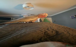 Cockatoo birds for sale: Skye galah cockatoo - Image 1