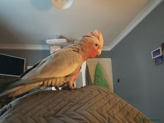 Cockatoo birds - Advert 1