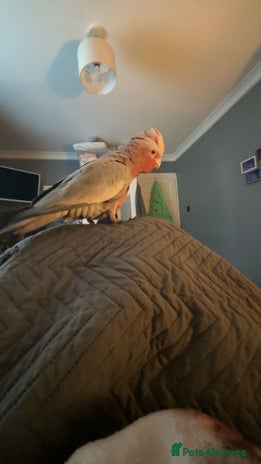 Cockatoo birds - Advert 1