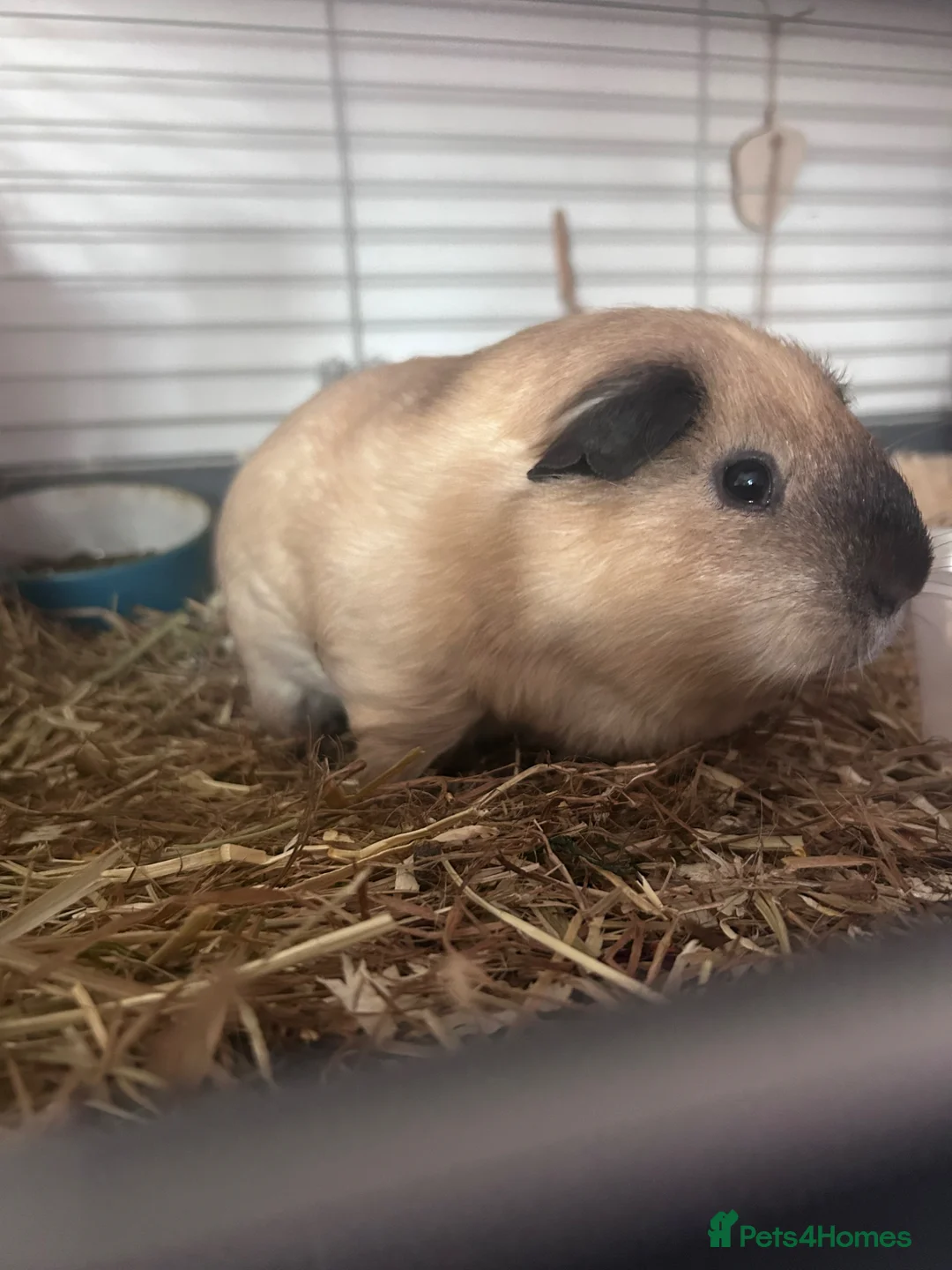 Guinea Pig rodents for sale: 3 male guinea pigs (George, Bertie and twix) in Welwyn Garden City - Advert 4