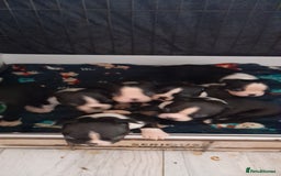Boston Terrier dogs for sale: Stunning boston terrier puppies - Image 7