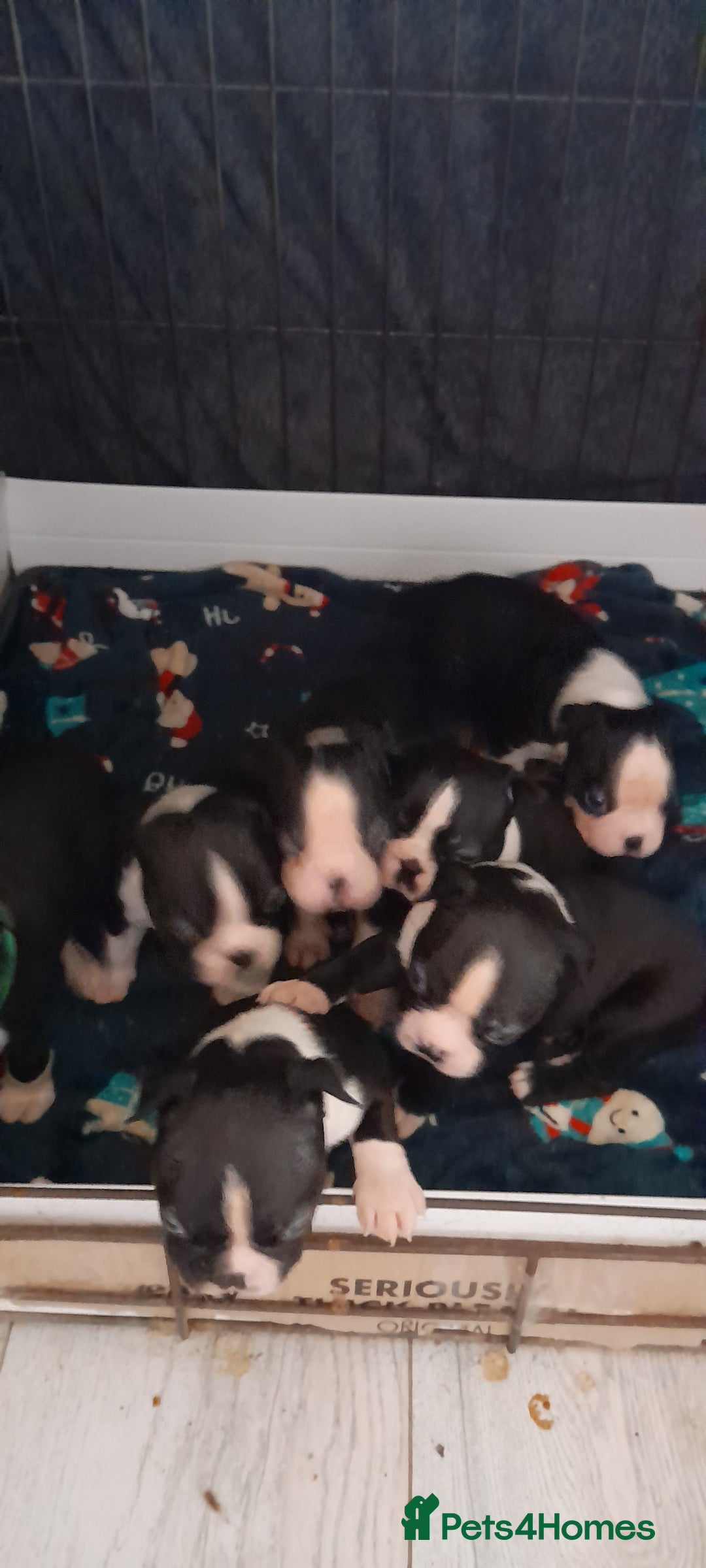 Boston Terrier dogs for sale: Stunning boston terrier puppies - Image 7