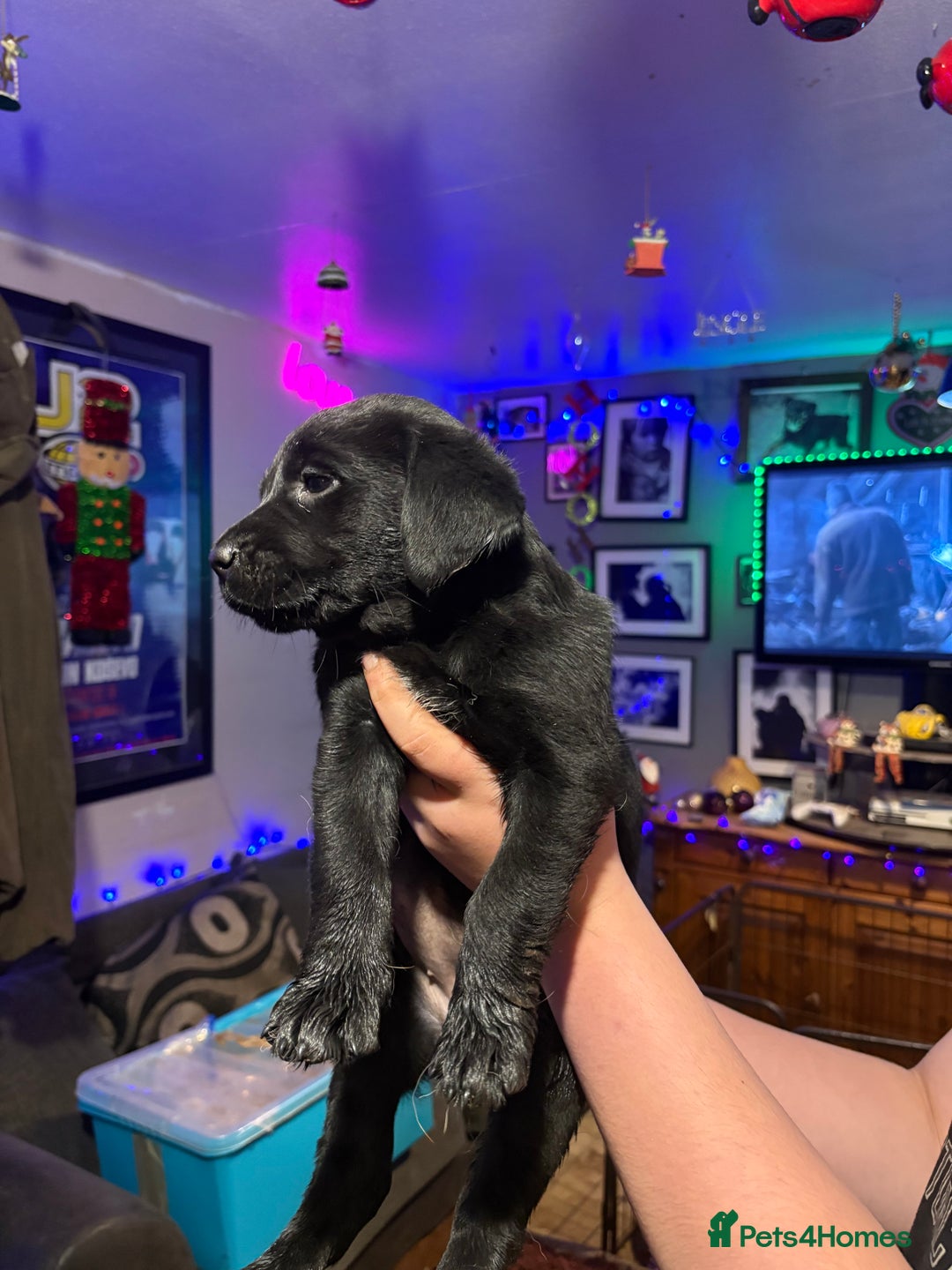 Labrador Retriever dogs for sale: Labrador girl’s ready now  - Advert 10