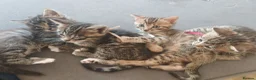 Bengal cats for sale: 1 Female Left!! Ready to leave Bengal Mix Kittens - Advert 4