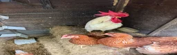 Chickens poultry for sale: Genuinely Stunning White Leghorn Cockerel 🐓 - Advert 3