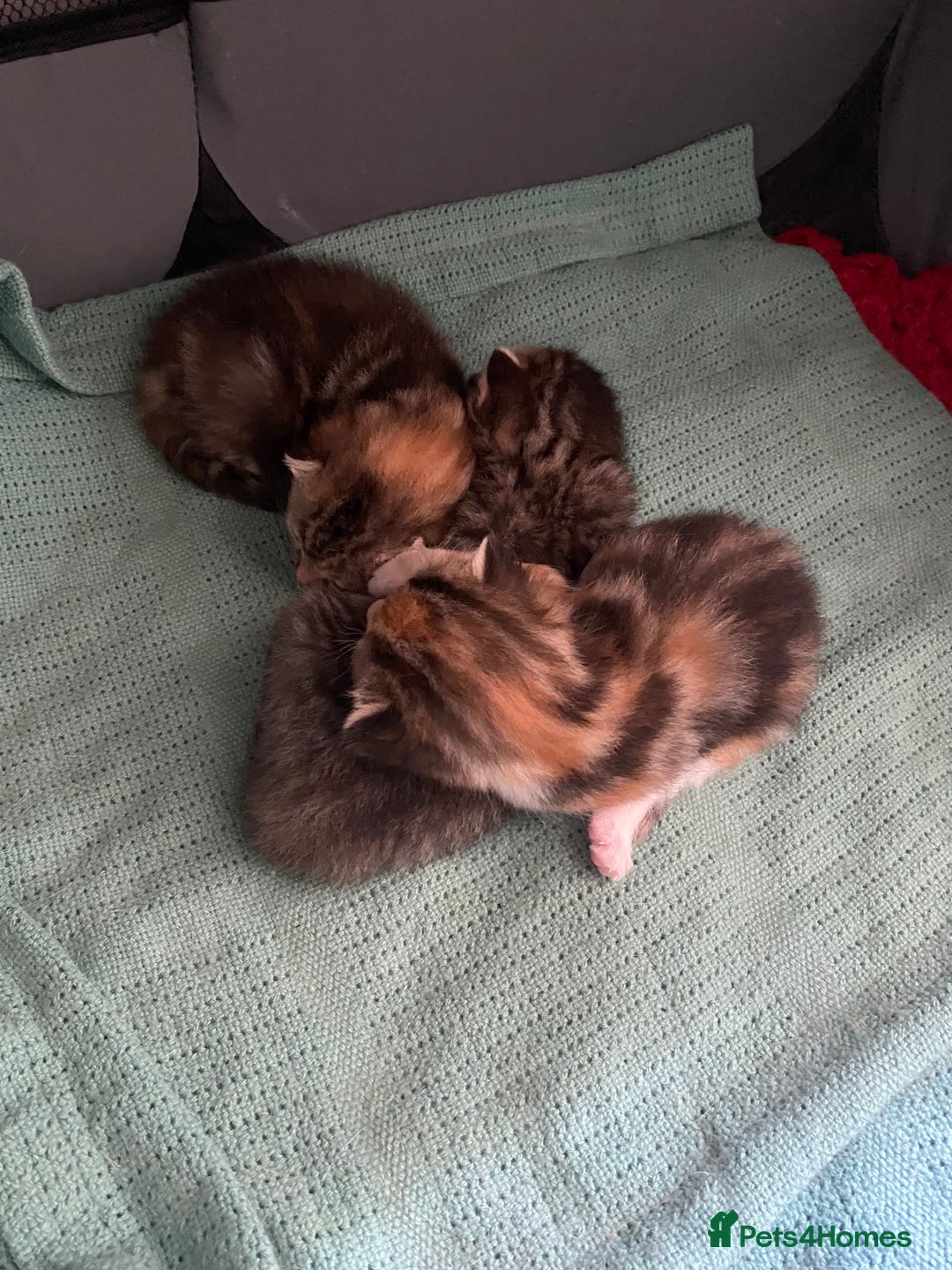 Mixed Breed cats for sale: 3 beautiful kittens looking for their forever home - Image 16