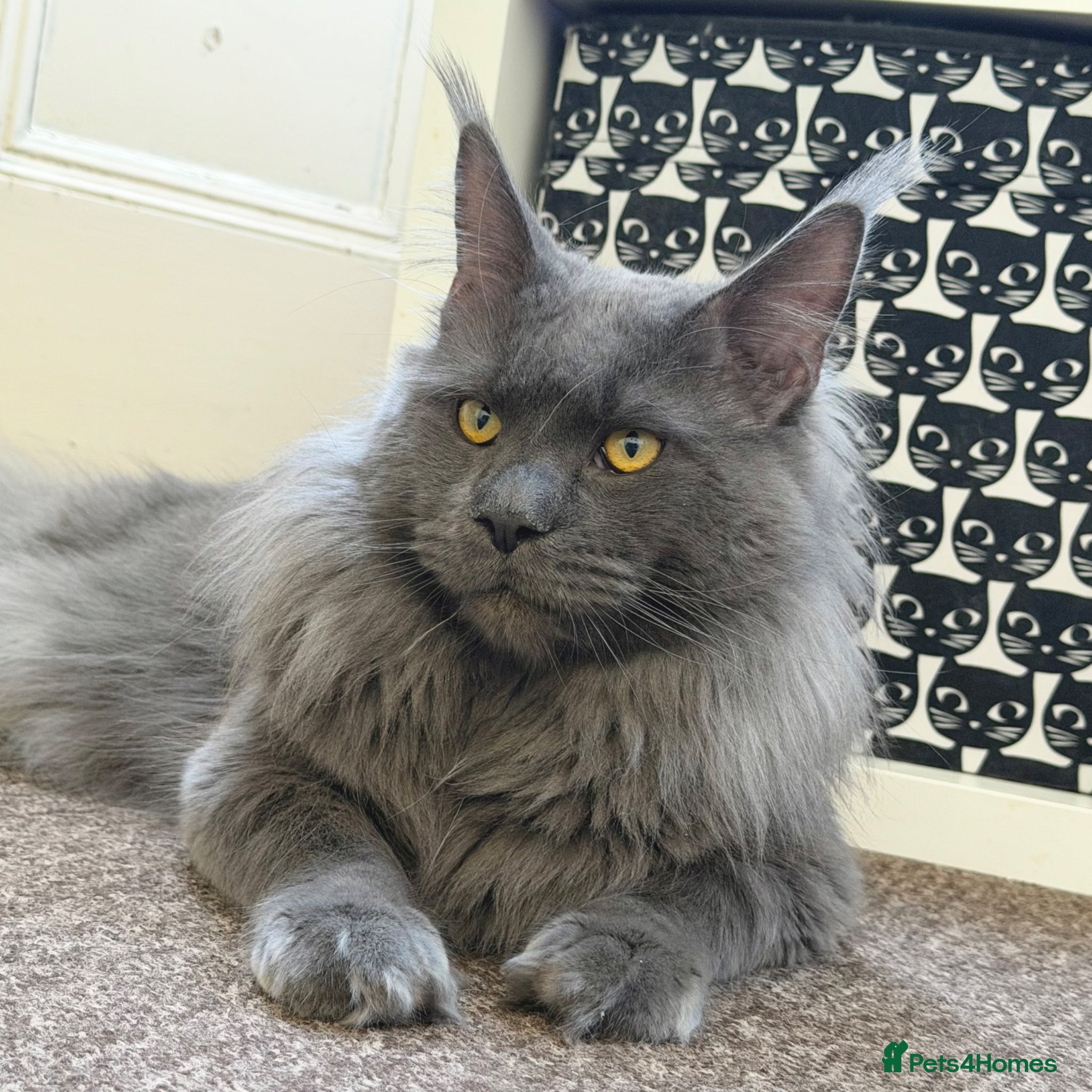 Maine Coon cats for stud: Champion Lines - Proven, Gentle - Blue Smoke - Advert 5
