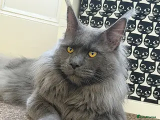 Maine Coon cats Blue Smoke - TICA Registered Active - Advert 7