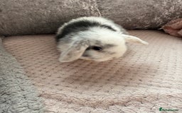 Mini Lop rabbits for sale: Mini lop babies  - Advert 4