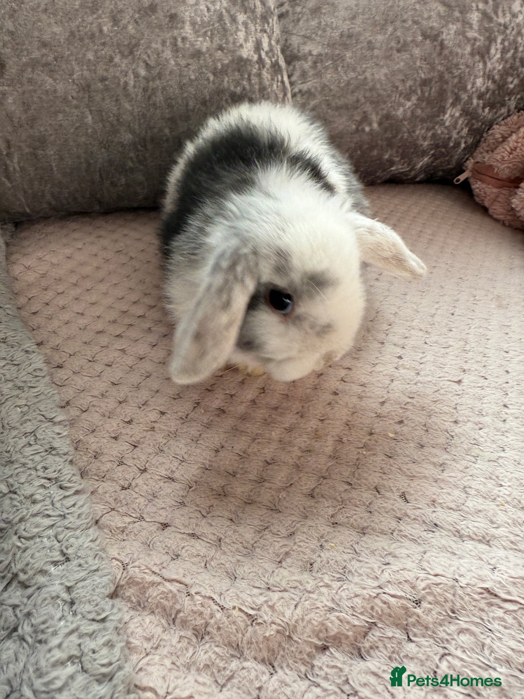 Mini Lop rabbits for sale: Mini lop babies  - Advert 4