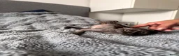 Sphynx cats for sale: 😍 Lovely SPHYNX Kitten 😍 - Advert 6
