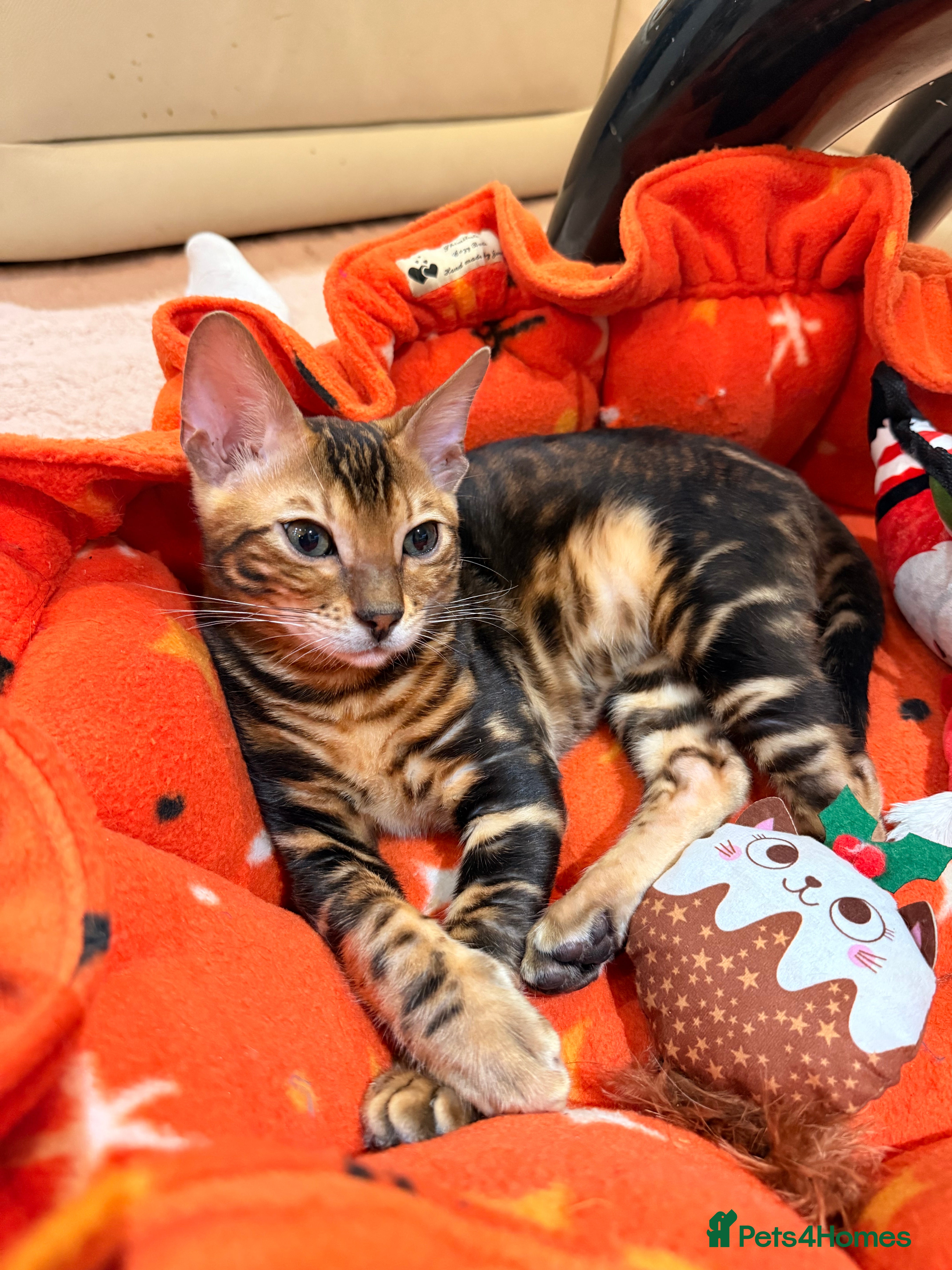 Bengal cats Champion bloodline Bengal kittens ready NOW  - Advert 12