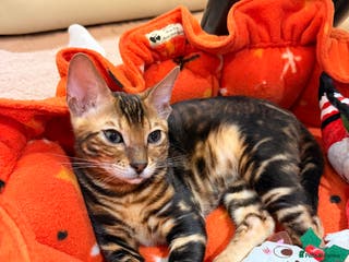 Bengal cats Champion bloodline Bengal kittens ready NOW - Advert 12