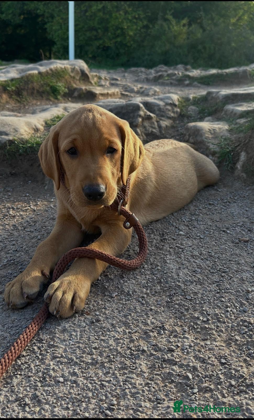 Labrador Retriever dogs Pedigree Labrador pups ready to go - Advert 20