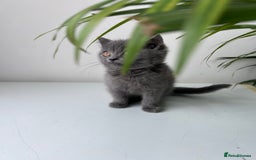 British Shorthair cats for sale: beautiful BSH girl (one girl left)  - Image 14