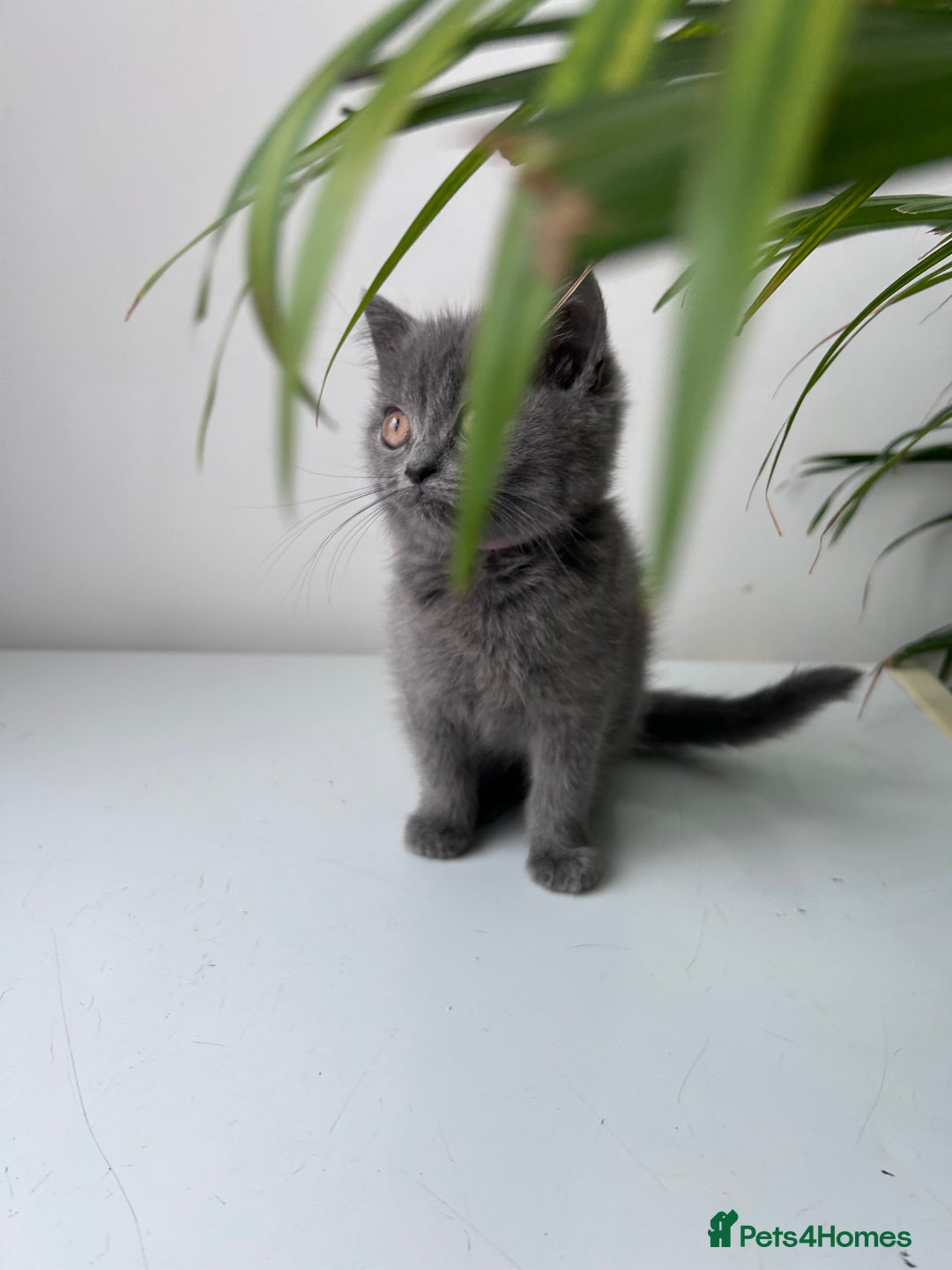 British Shorthair cats for sale: beautiful BSH girl (one girl left)  - Image 14