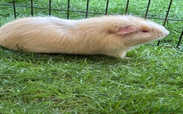 Guinea Pig rodents for sale: Bonded pair of male guinea pigs  - Image 3