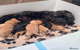 Cockapoo dogs for sale: Adorable cockapoo puppies for sale  - Image 15