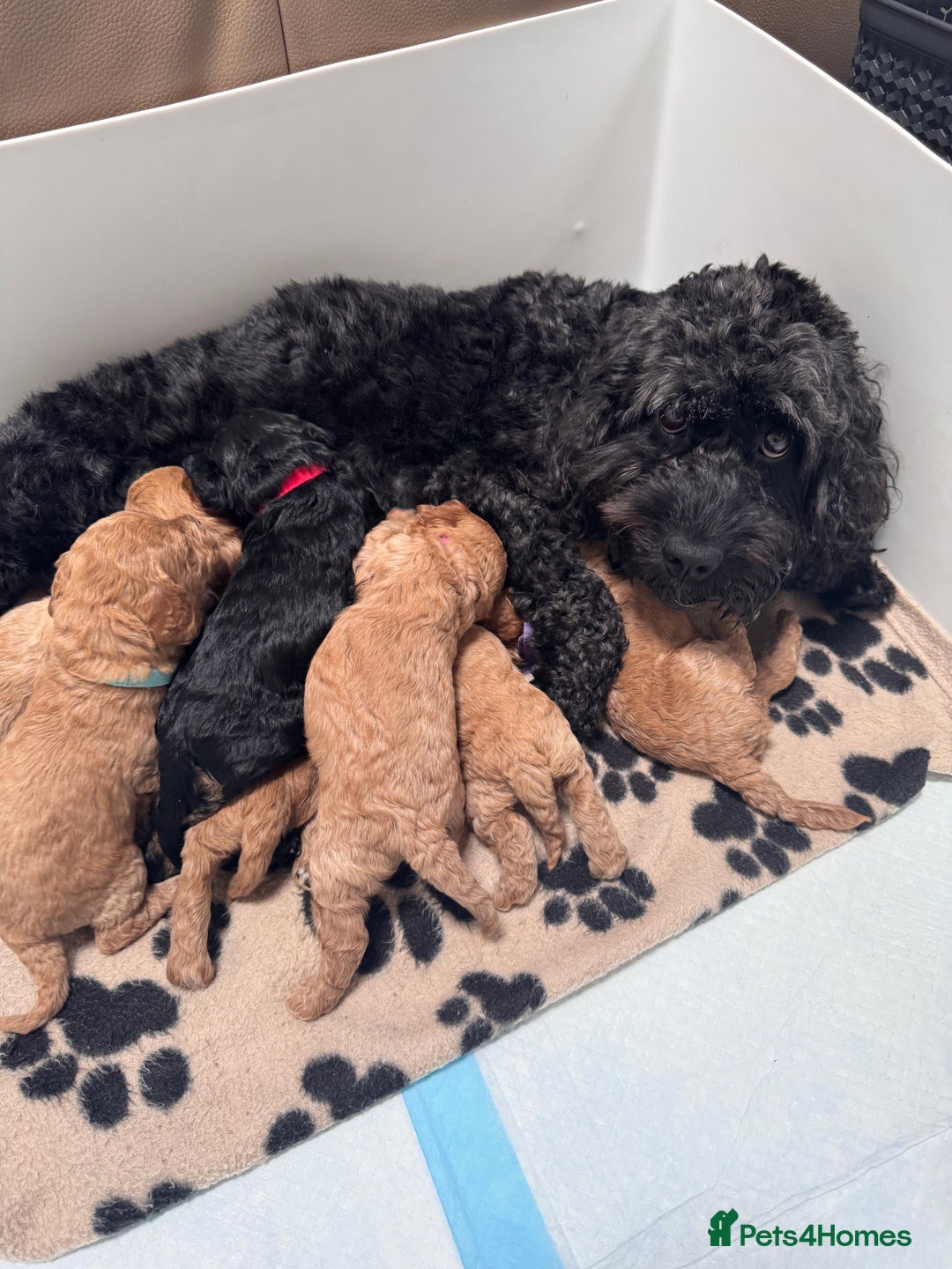 Cockapoo dogs for sale: Adorable cockapoo puppies for sale  - Image 15