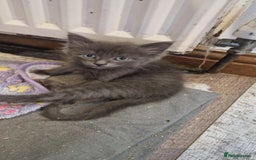 Ragdoll cats for sale: Ragdoll cross for sale - Image 3