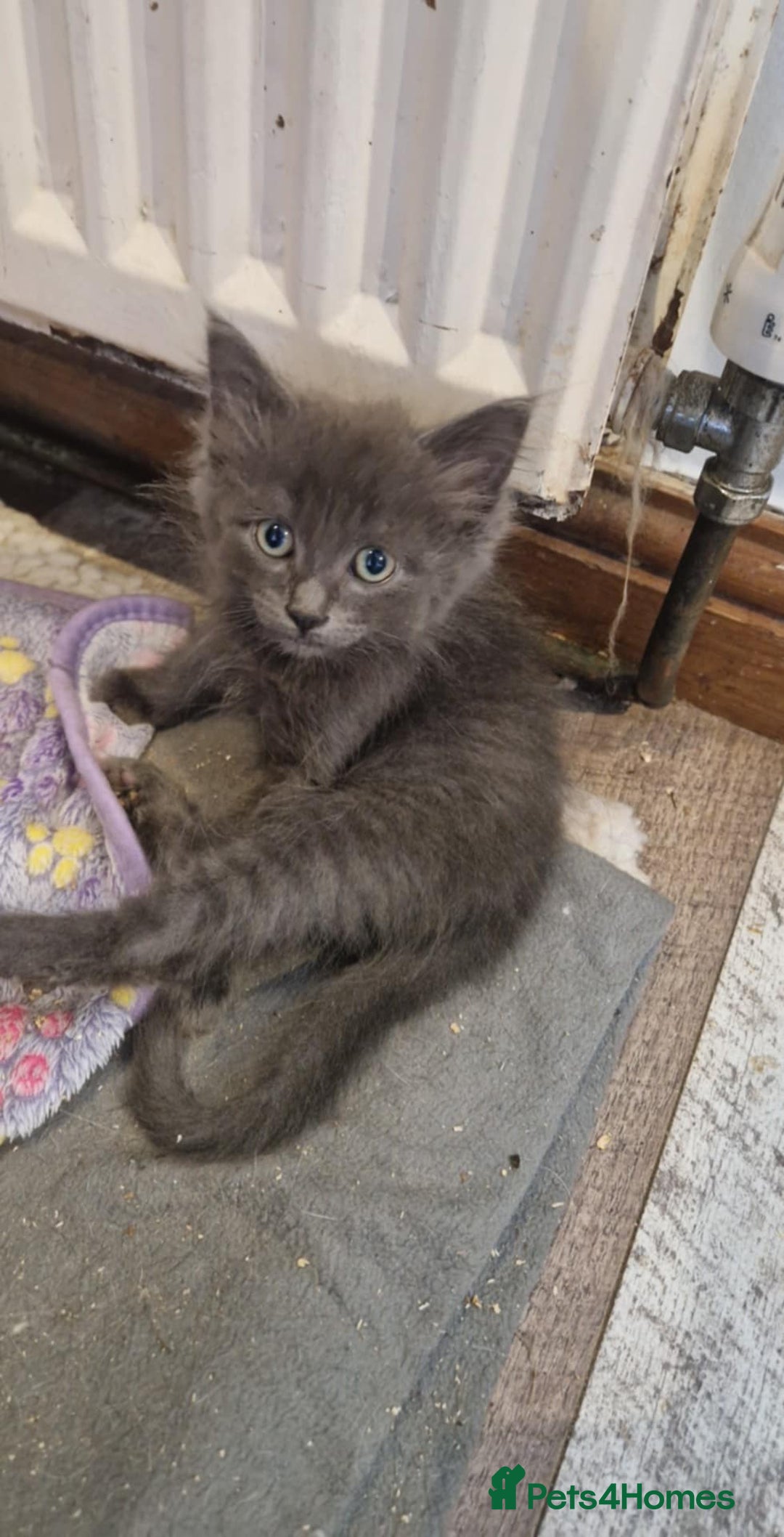 Ragdoll cats for sale: Ragdoll cross for sale - Image 3