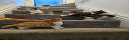 Domestic Shorthair cats for sale: Kittens looking for new home in Stafford - Advert 16