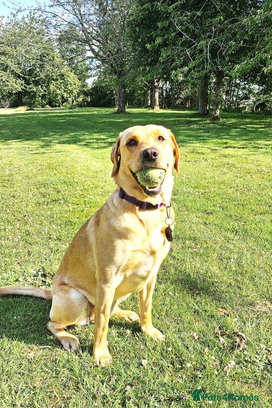 Labrador Retriever dogs for sale: Labrador Retriever Puppies (FIVE remaining) - Advert 1