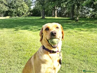 Labrador Retriever dogs Labrador Retriever Puppies (TWO remaining) - Advert 2