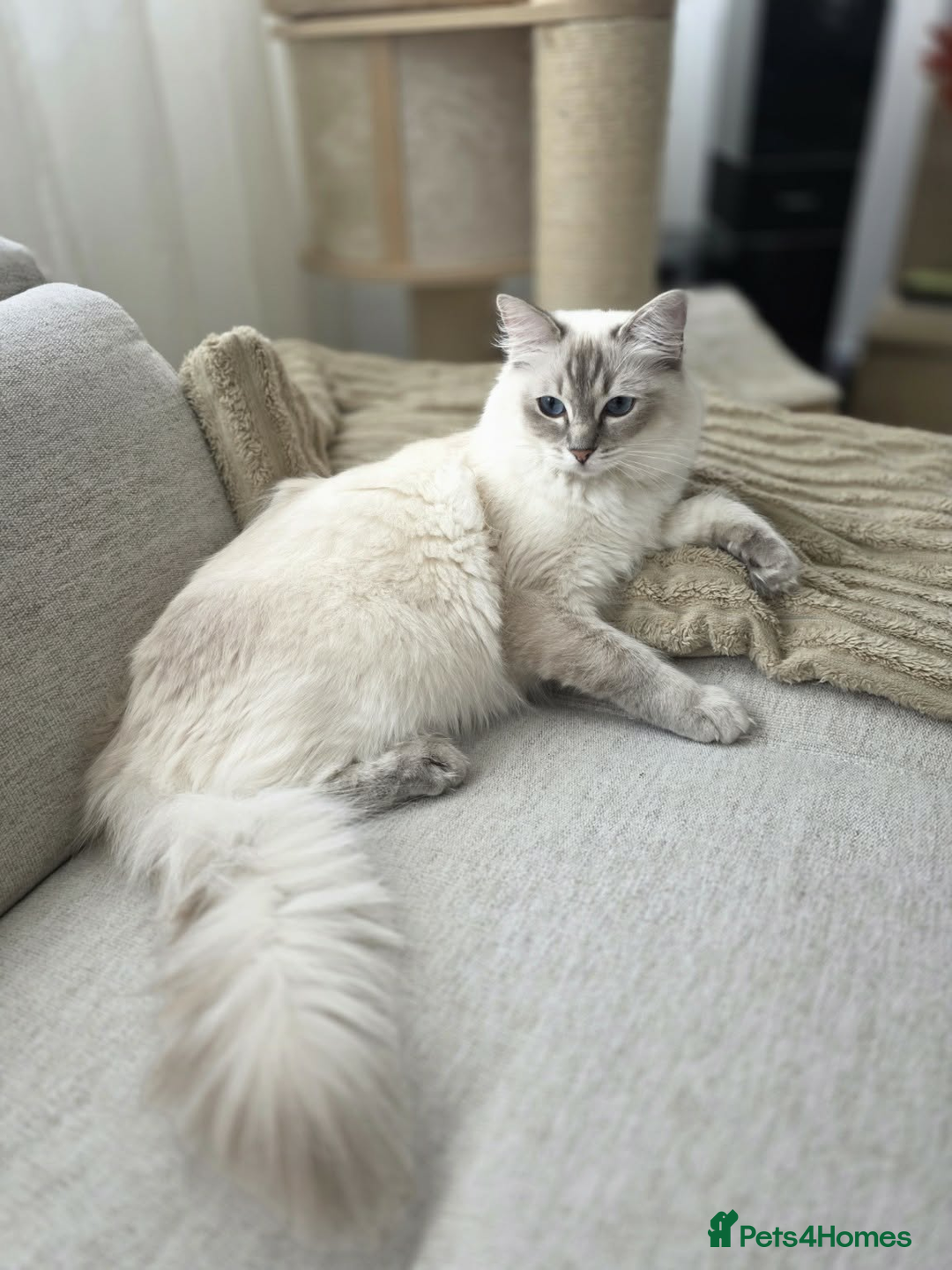Ragdoll cats for sale: ✨RARE ALL LILAC LITTER GCCF&TICA Ragdoll Kittens✨ - Advert 29