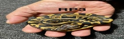 Python Snake reptiles for sale: Baby royal pythons - Advert 5