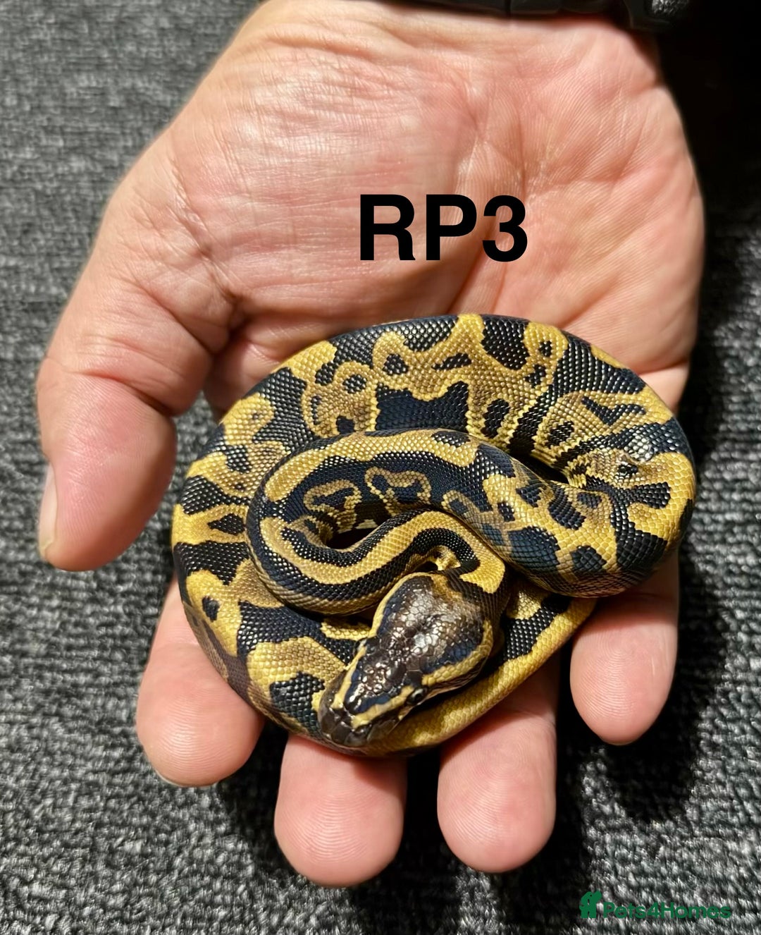 Python Snake reptiles for sale: Baby royal pythons - Advert 5