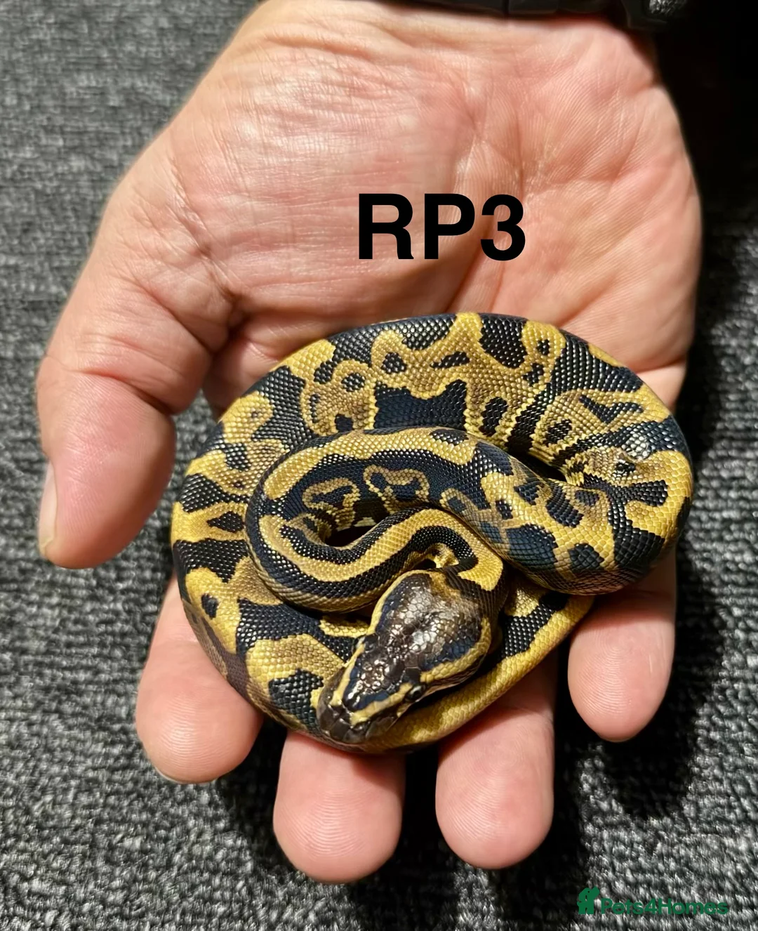 Python Snake reptiles for sale: Baby royal pythons - Advert 5