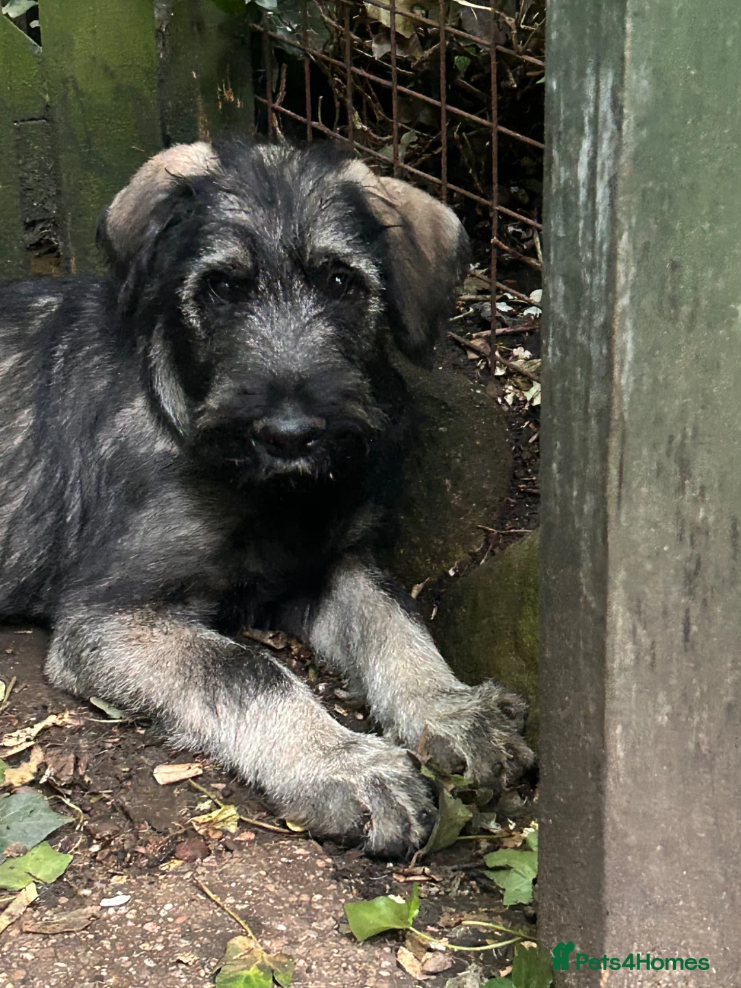 Giant Schnauzer dogs for sale: Fully vaccinated giant schnauzer male puppy. - Advert 1
