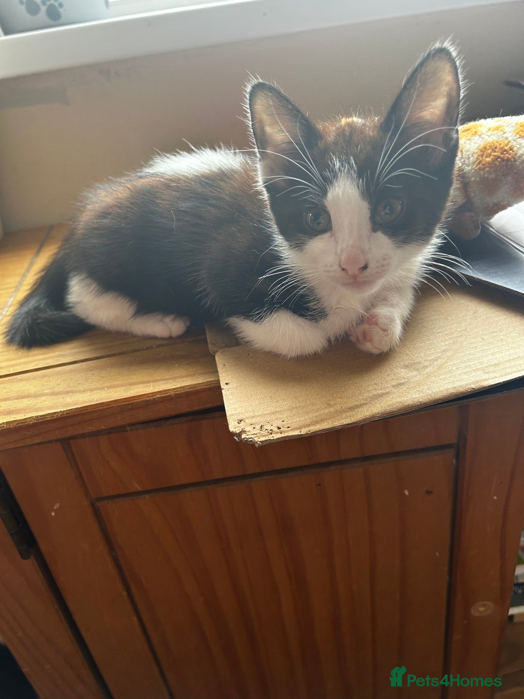 Domestic Shorthair cats for sale: 10 week old kittens - Image 2