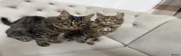 Maine Coon cats for sale: 3 beautiful main coons - Advert 1